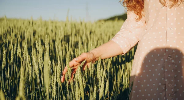Food grain crisis. world grain shortage. New grain crop in Ukraine. A woman strokes the green spikelets of wheat with her hand.