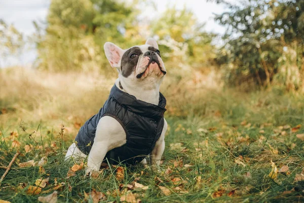 Walking with a dog french bulldog in the park in autumn. Autumn clothes for walks for the French bulldog.