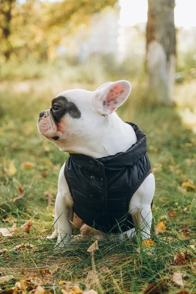 Walking with a dog french bulldog in the park in autumn. Autumn clothes for walks for the French bulldog.