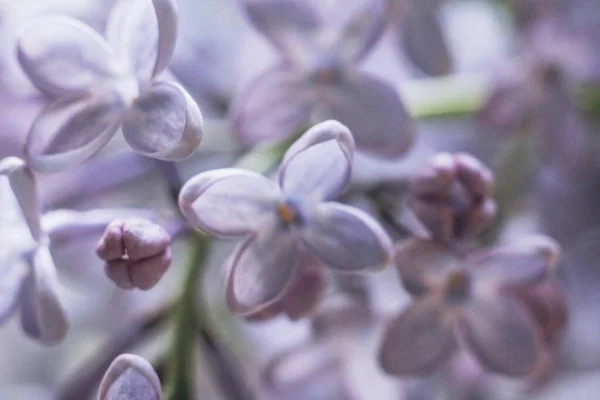 stock image Lilac blossom in spring. Lilac flowers close up. Growing lilacs.