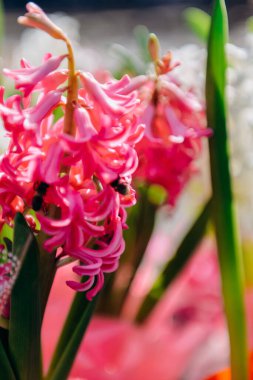 Baharda bahçede çiçek açan sümbül. Bir serada sümbül yetiştirmek. Bahar tatilinin sembolü.