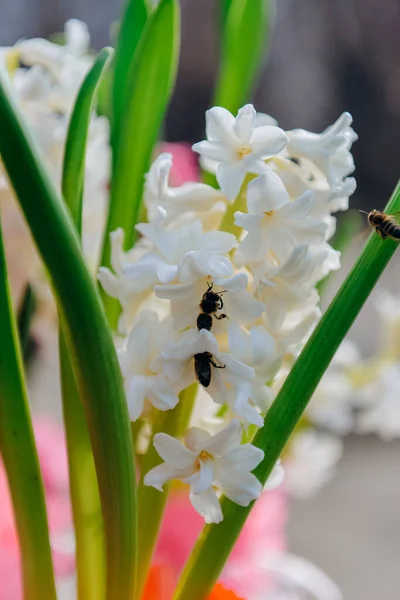 Virágzó Jácint Tavasszal Kertben Jácinttermesztés Egy Üvegházban Tavaszi Ünnepek Szimbóluma — Stock Fotó