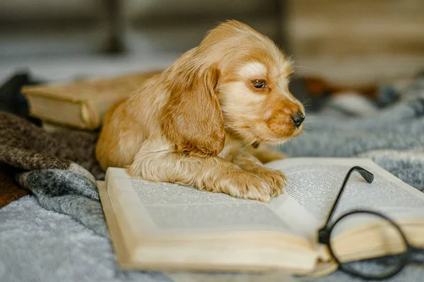 Love Pets Baby Cocker Spaniel Puppy Lies Bed Reads Book — Φωτογραφία Αρχείου