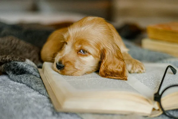 Любов Домашніх Тварин Малюк Іспанський Кокер Лежить Ліжку Читає Книжку — стокове фото