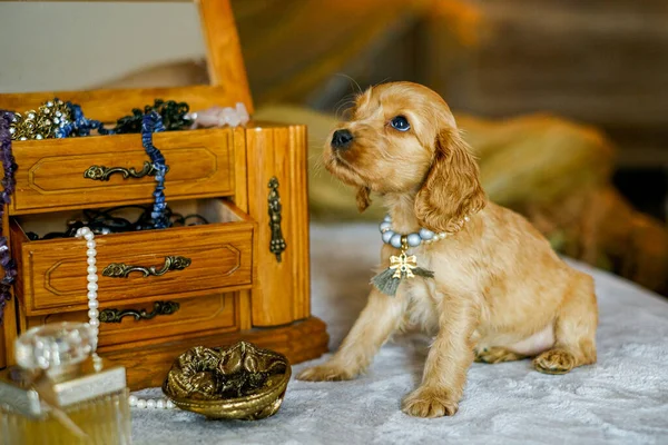 Love Pets Cocker Spaniel Puppy Jewelry Box Cute Bejeweled Puppy — Photo