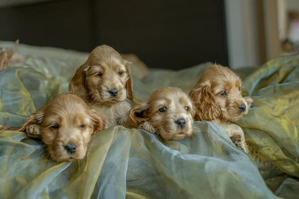 Four Cocker Spaniel puppies are sitting in a basket in the house. Love for dogs. Birth of Cocker Spaniel puppies.