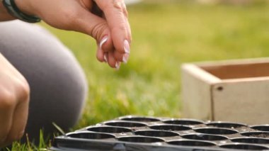 Bir kadın tohumlardan sebze fideleri yetiştirir. Yakından bakınca tohumları toprak dolu bir kabın içine atıyor. İlkbaharda tarım işi.