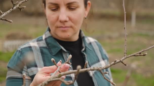 農家の女性は庭の春に果物の木の芽を調べます 冬の霜の後の木の状態を確認する — ストック動画