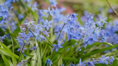 Ormanın ilk bahar çiçek çiçeklenme.