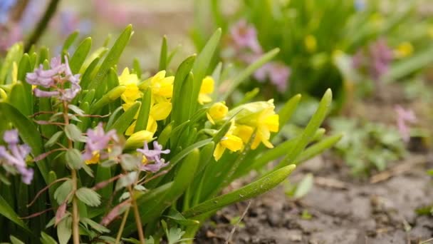 Blühende Frühlingsblumen Gelbe Narzissen Garten — Stockvideo
