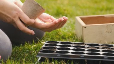 Bir kadın tohumlardan sebze fideleri yetiştirir. Yakından bakınca tohumları toprak dolu bir kabın içine atıyor. İlkbaharda tarım işi.