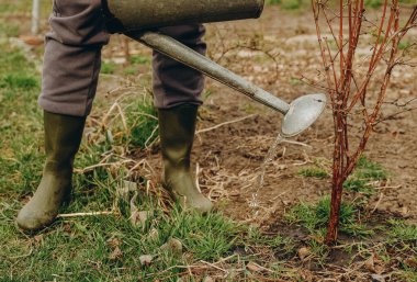 Baharda bahçede genç bir ağacı sulayan bir kadın. Genç bir bahçeyi suluyorum. Baharda bahçe bakımı.