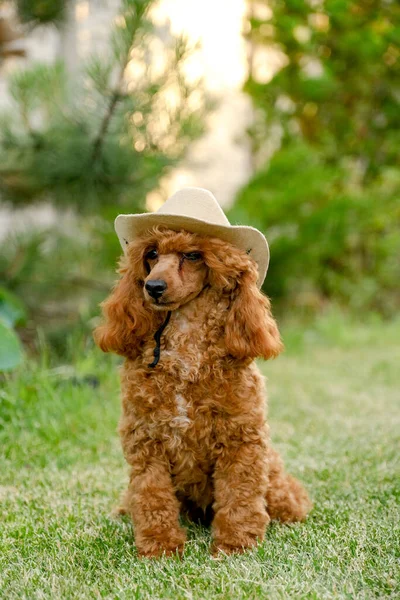 Brown Poodle Puppy Sits Yard Grass Summer Cowboy Hat Scarf — Stock Photo, Image