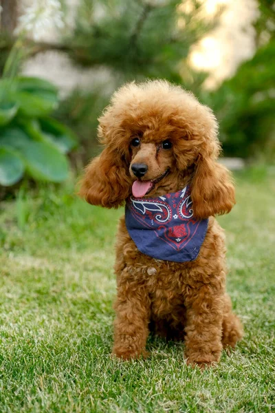 Brown Poodle Puppy Sits Yard Grass Summer Cowboy Hat Scarf — Stockfoto