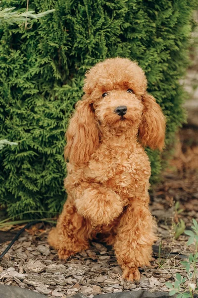 Red Poodle Sits Grass Park Walk Walk Your Favorite Poodle — 스톡 사진