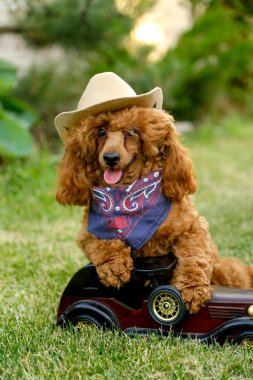 A brown poodle puppy sits in the yard on the grass in the summer in a cowboy hat and scarf. Cowboy poodle costume for Halloween. Stylish dog costume.