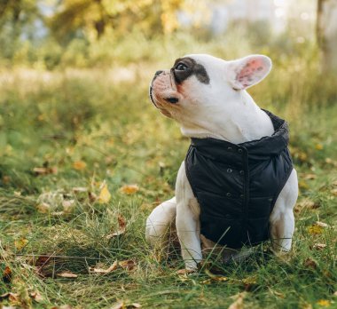 Sonbaharda parkta köpekli bir buldogla yürümek. Fransız bulldog 'u için sonbahar kıyafetleri..