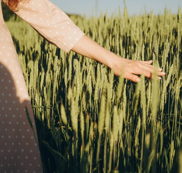 粮食危机 世界粮食短缺 乌克兰的新粮食作物 一个女人用她的手抚摸着麦穗 — 图库照片