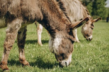 Eşekler çiftliğin yakınındaki ilkbahar çayırlarında otlarlar..