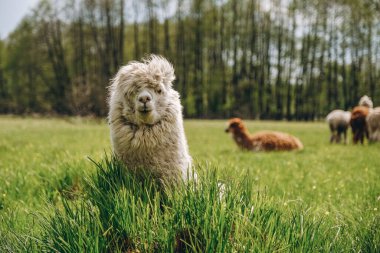 Alpakalar dağların yükseklerindeki çayırlarda otlar..