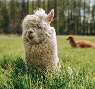 Alpakalar dağların yükseklerindeki çayırlarda otlar..