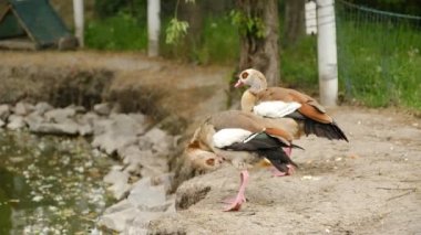 Eşekler çiftliğin yakınındaki ilkbahar çayırlarında otlarlar..