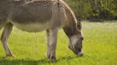 Eşekler çiftliğin yakınındaki ilkbahar çayırlarında otlarlar..