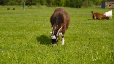 Genç keçiler bahar çayırlarında otlar. Süt keçileri yetiştiriyorum..