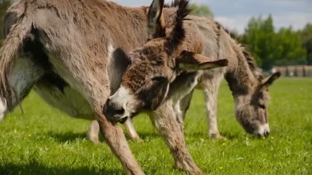 驴在靠近农场的春天的草地上吃草 — 图库视频影像