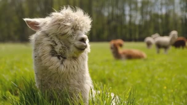 Alpacas Graze Spring Meadow High Mountains — Stock Video