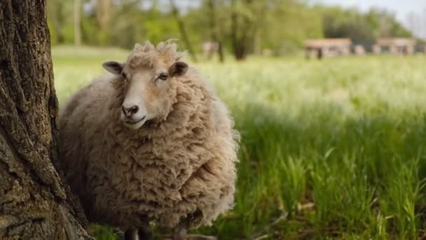 Весной Овцы Пасутся Лугу Рядом Фермой — стоковое видео