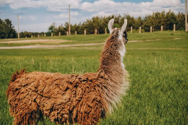 Llama grazes in the meadow near the farm in spring. Breeding llamas in Europe.