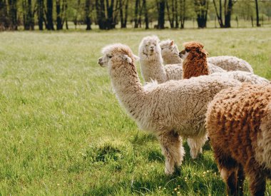 Alpacas graze in the spring meadow high in the mountains. clipart