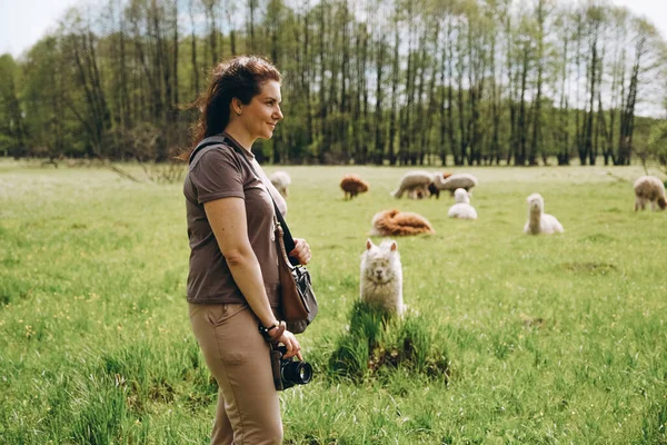 羊驼在靠近农场的春天的草地上吃草 女孩吃羊驼肉 — 图库照片