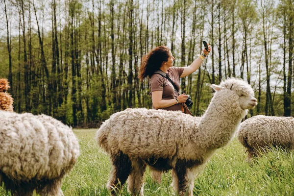 農場近くの春の牧草地でアルパカ草 少女はアルパカを放牧する — ストック写真