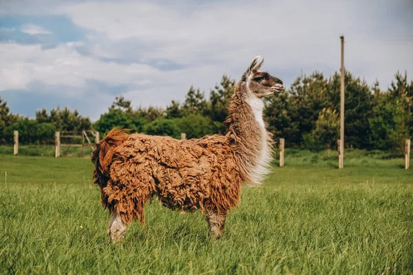 Llama Pastoreia Prado Perto Fazenda Primavera Llamas Reprodutoras Europa — Fotografia de Stock