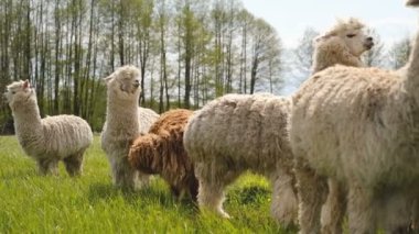 Alpakalar dağların yükseklerindeki çayırlarda otlar..