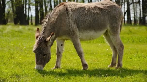 Donkeys Graze Spring Meadow Farm — Stock Video