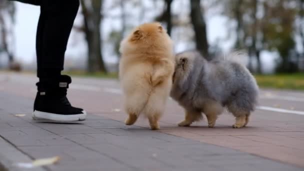 Köpeğin Sahibi Parkta Yürürken Köpeğini Spitz Besler — Stok video