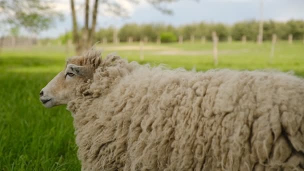 Ovelhas Pastam Prado Perto Fazenda Primavera — Vídeo de Stock