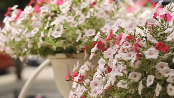 Petunias Regina Inimilor Petunias Înflorire Flori Reproducere — Videoclip de stoc