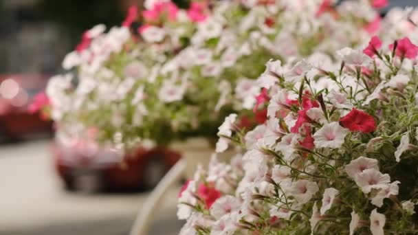 Petunias Ratu Hati Bunga Petunia Membiakkan Bunga — Stok Video