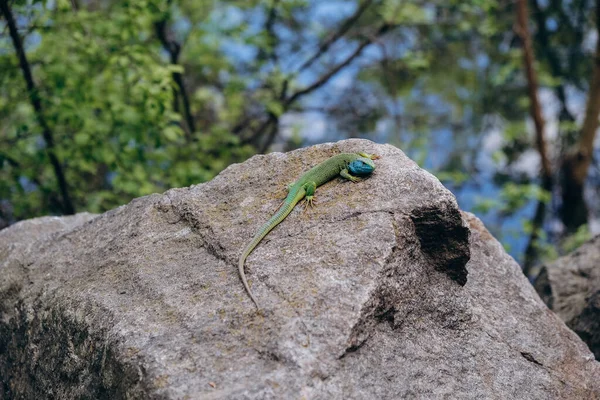 春天的时候 绿色的蜥蜴在石头上晒太阳 — 图库照片