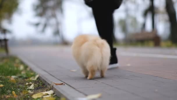 这只狗的主人在公园散步时给她的宠物Spitz喂食 — 图库视频影像