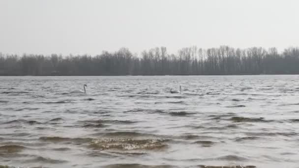 Two Swans Swim River Spring Migratory Birds Return Spring — Stock Video