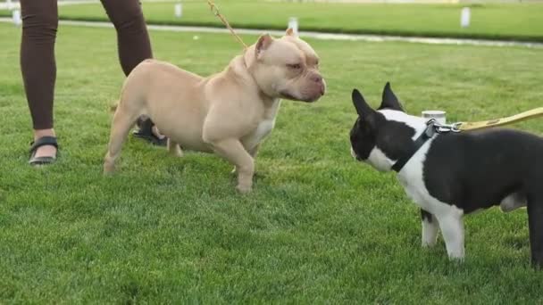 Spotkanie Dwóch Psów Spacerze Parku American Bully Boston Terrier — Wideo stockowe