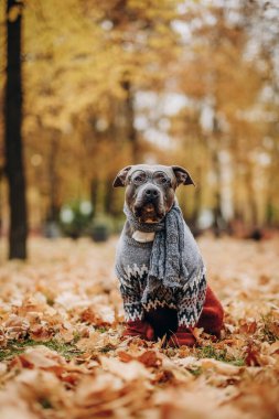 Yürüyüşte şık giyimli köpekler. Amerikan zorbası sonbahar parkında süveter, atkı ve gözlüklerle yürüyüşe çıktı. Komik köpek kıyafetleri..