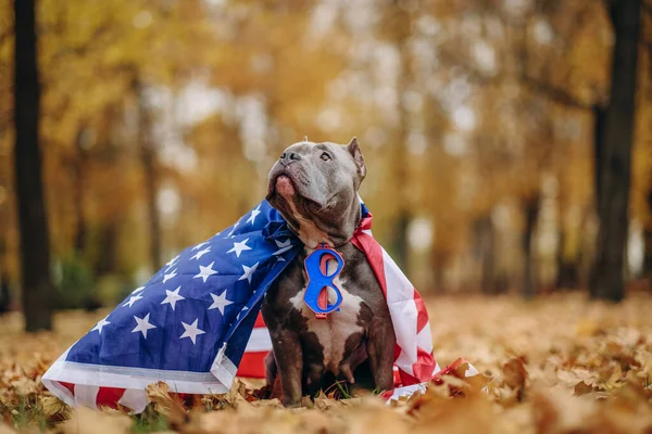 A dog in a superhero costume. A pet on a walk in the park in a funny costume. American Bully dog dressed as a superhero Captain America for a walk in the park in autumn.