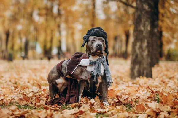 Family day. Walk in the park in autumn. Dogs of the American Bully breed in the park in a hat and a scarf. Autumn clothes for dogs.