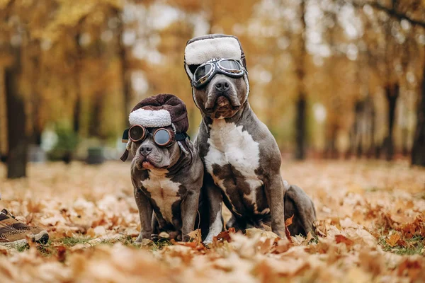 Two dogs for a walk disguised as pilots. American bully dogs in hats and glasses in the autumn park. Two dogs are dressed in the style of pilots. Costumes for dogs.